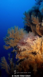 black corals ,
El Hierro - Canary Islands by Claudia Weber-Gebert 
